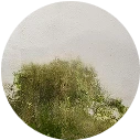fungal.webp